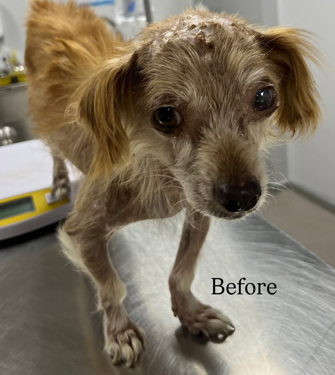 Mini'ye yuva arıyoruz.