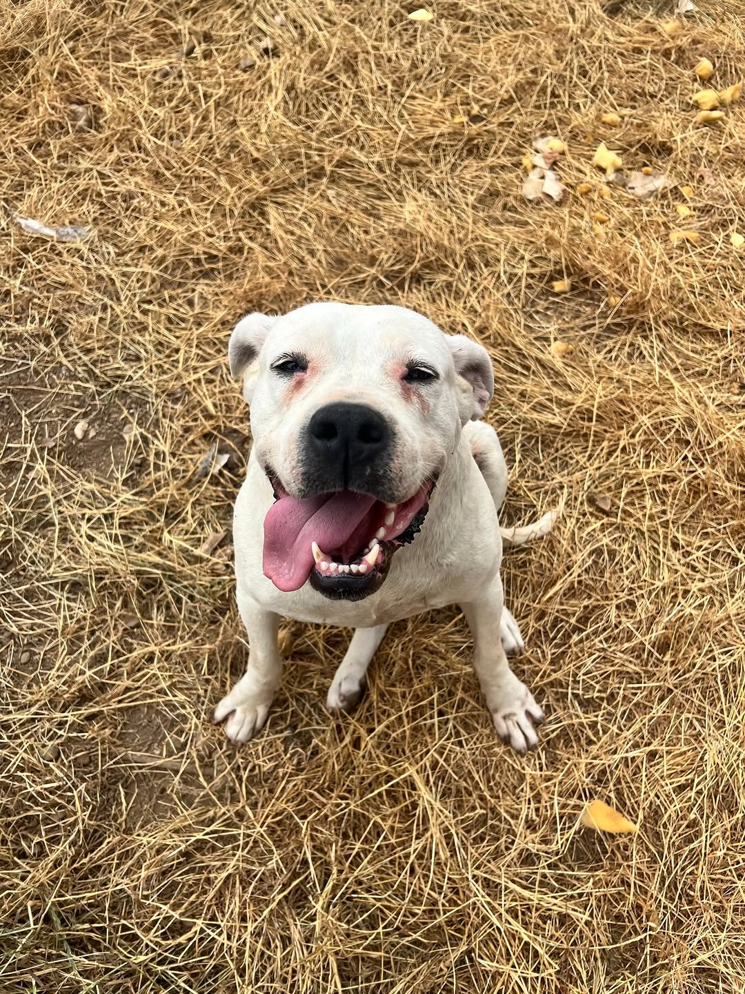 Antalya'da Yuva Aranıyor